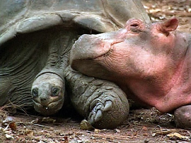 Owen the hippo and Mzee the turtle hang out together.