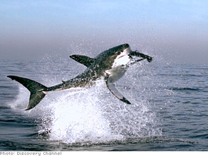 A great white shark swallows a seal.