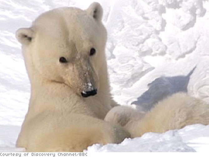 Polar bears emerging from their den.
