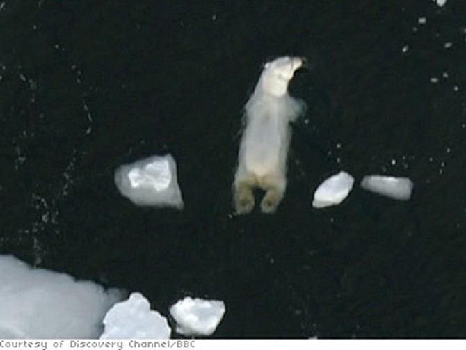 A male polar bear in search of food