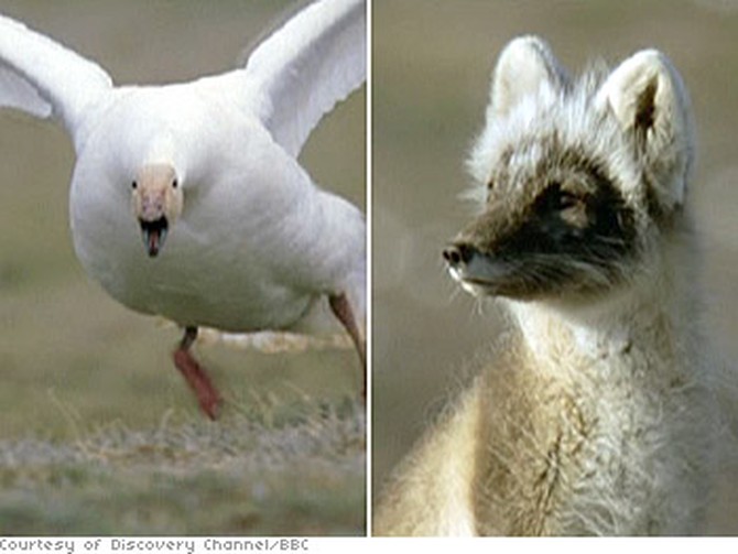 A snow goose and an Arctic fox