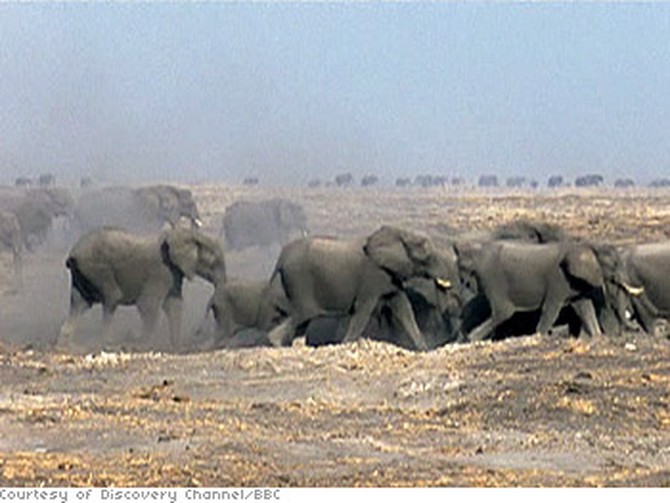 Thousands of animals trek across Africa's Kalahari Desert.