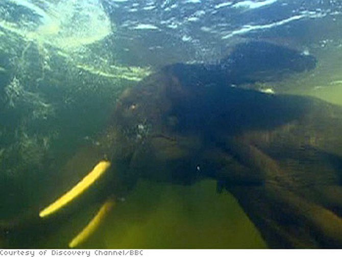 Elephants go for a refreshing swim.