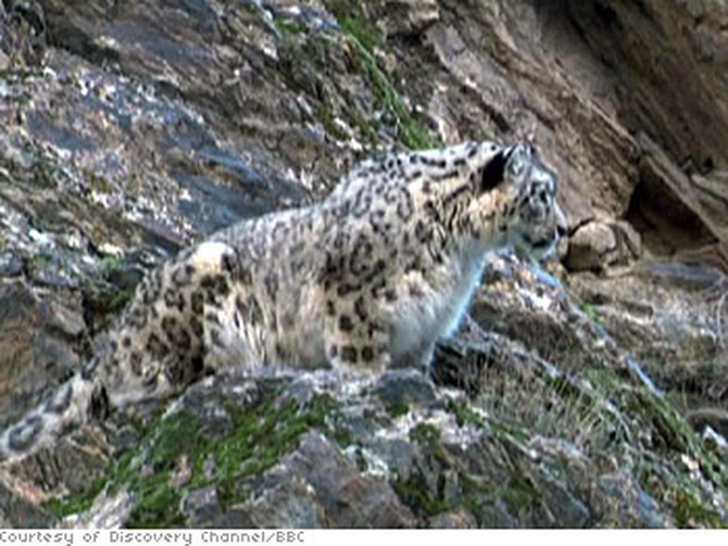 A snow leopard hunts a mountain goat.