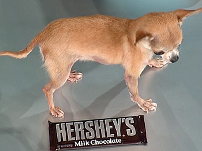 Brandy, the world's smallest dog