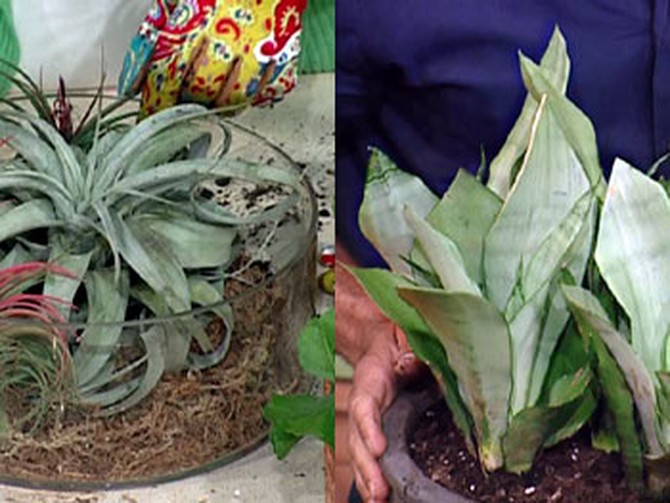 The tillandsia and sansevieria plants