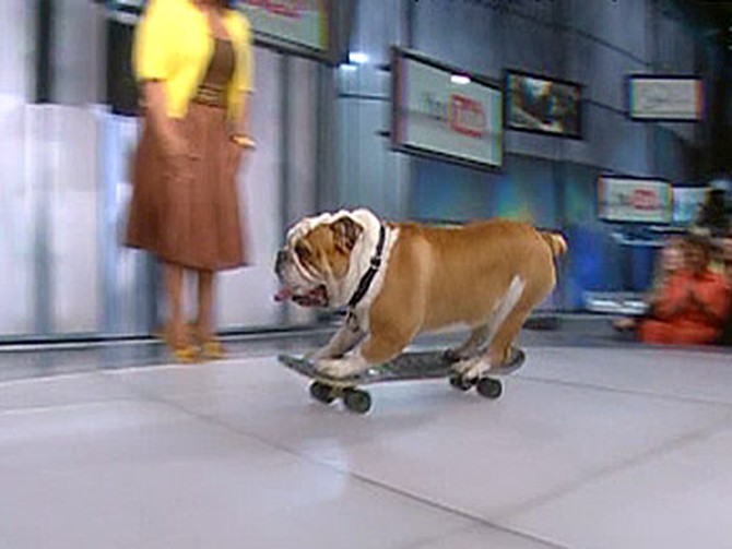 Tyson the skateboarding bulldog