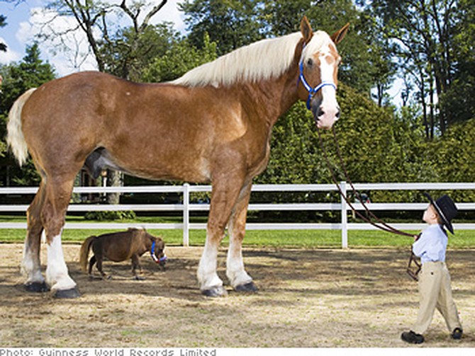 Radar and Thumbelina, the smallest and tallest horses