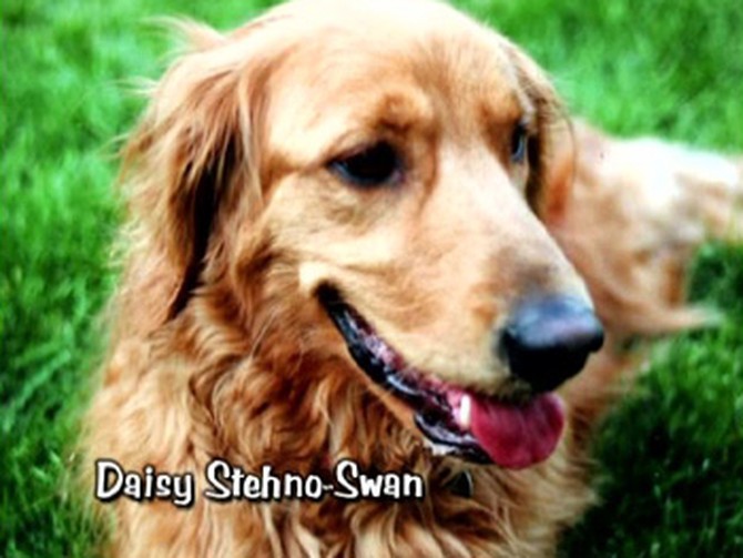 Daisy Stehno-Swan
