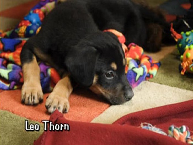 Leo Thorn