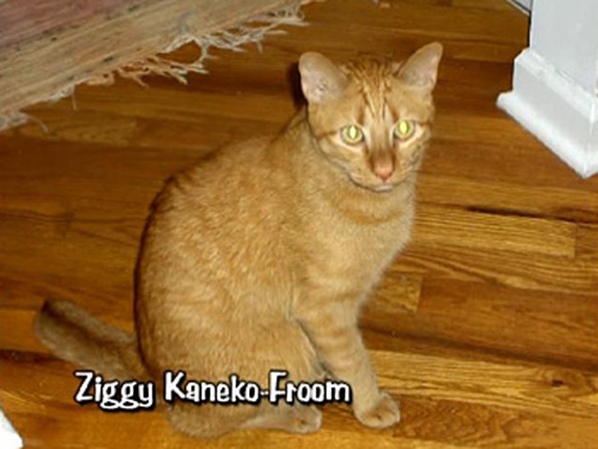Ziggy Kaneko-Froom