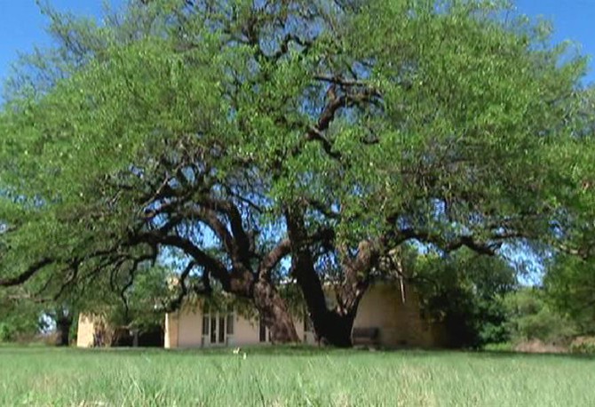 Laura Bush's oak tree