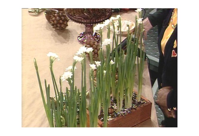 Narcissus plant bulbs
