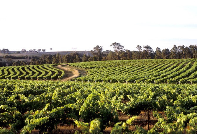 Vineyards of Hunter Valley
