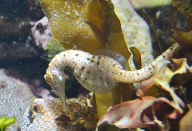 Sea life at the Sydney Aquarium