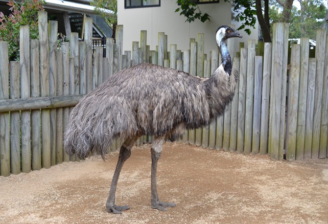 An emu at Sydney's Taronga Zoo