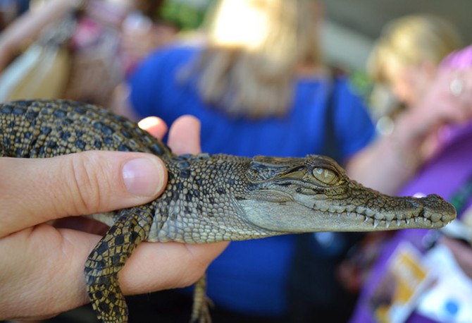 A baby crocodile at Sydney's Taronga Zoo