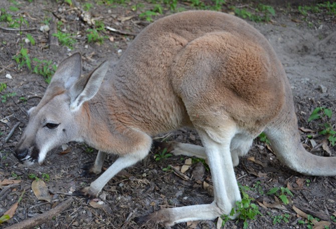A Red Kangaroo at Sydney's Taronga Zoo