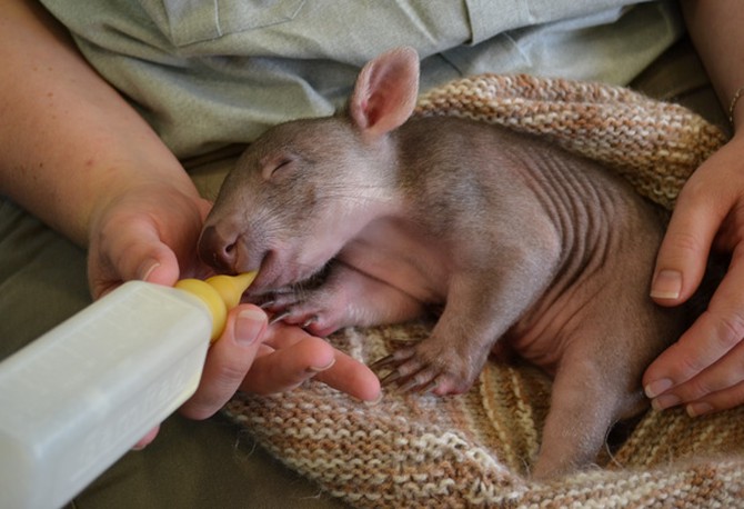 A baby wombat at Sydney's Taronga Zoo