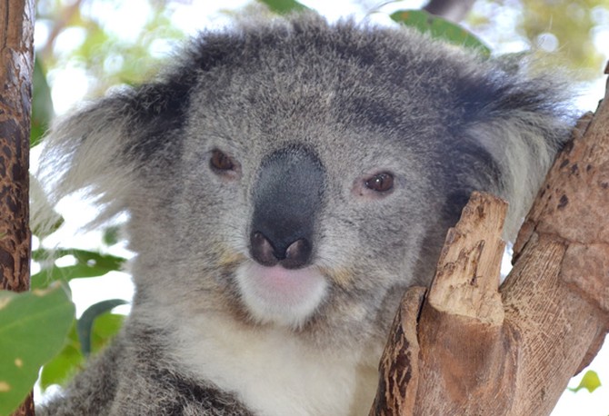 A koala at Sydney's Taronga Zoo