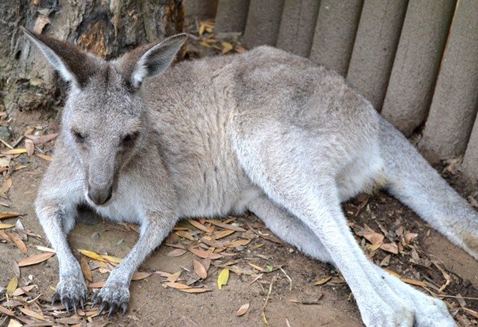 A Western Gray Kangaroo at Sydney's Taronga Zoo