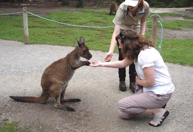 Kangaroo at Healesville Sanctuary in Australia