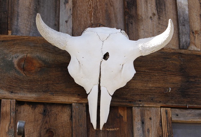Cattle horns