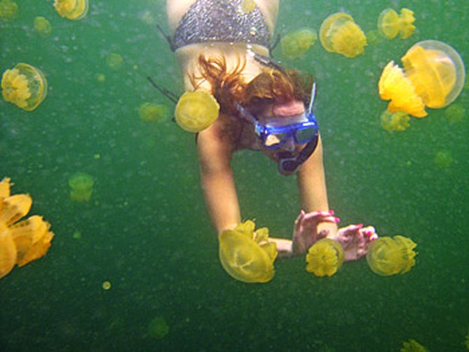 Swim with Jellyfish