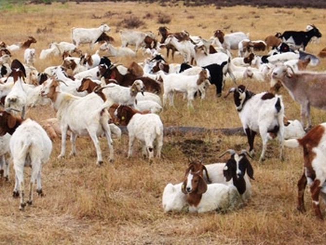 Goats on the Google headquarters