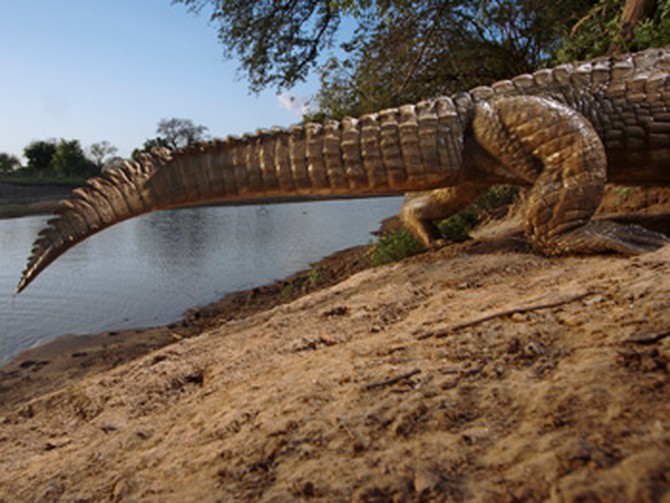 A crocodile in Chad, captured by a remote camera