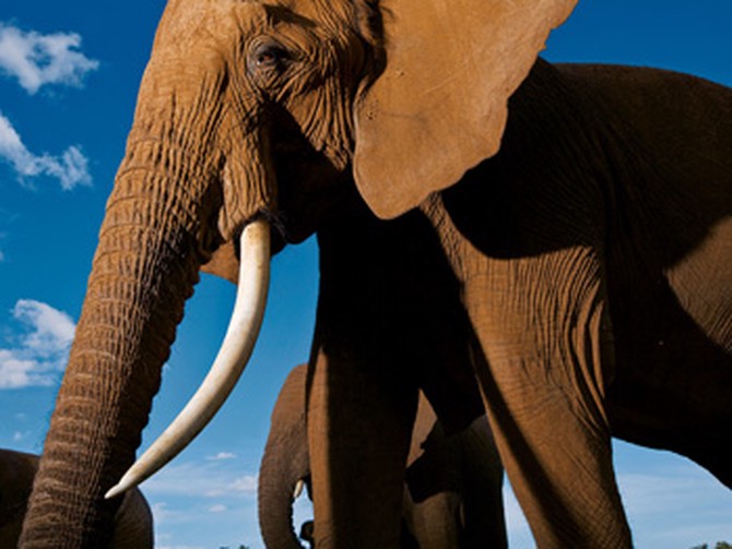 An African elephant in Kenya