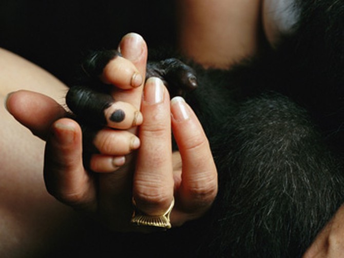 A woman holds the hand of a lowland gorilla baby in Congo.