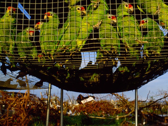 Parrots that survived Hurricane Andrew