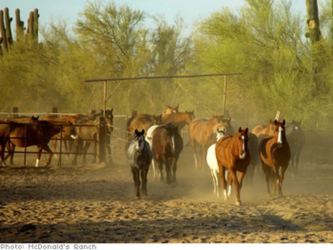 Horse Ranch